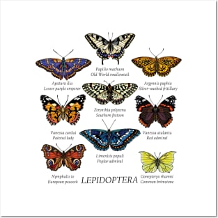 Butterfly species 2. Posters and Art